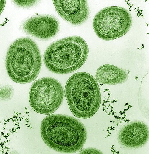 Prochlorococcus, an influential marine cyanobacterium which produces much of the world's oxygen