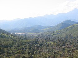 Endangered Chilean Wine Palms in La Campana National Park