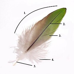 Parts of a feather: VaneShaft, rachisBarbsAftershaft, afterfeatherQuill, calamus