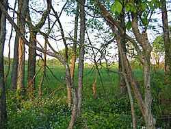 Buckley Wildlife Sanctuary, Woodford County, Kentucky