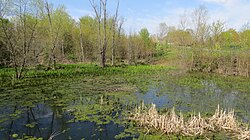 A healthy wetland ecosystem