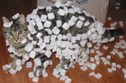 Styrofoam peanuts clinging to a cat's fur due to static electricity. This effect is also the cause of static cling in clothes.