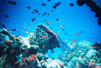 Coral reefs form complex marine ecosystems with tremendous biodiversity.