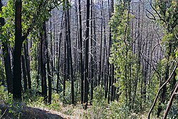 Bushfire damage to forests in East Gippsland, Victoria from the 2003 Eastern Victorian alpine bushfires, two years after fires swept through the area, showing the recovery of trees and undergrowth