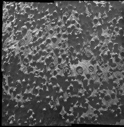 Collection of spheres, each about 3 mm in diameter as seen by Opportunity rover