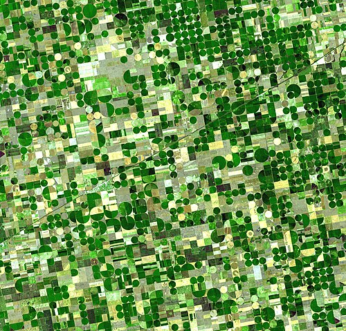 Satellite image of circular crop fields in Haskell County, Kansas, in late June 2001. Healthy, growing crops of corn and sorghum are green (sorghum may be slightly paler). Wheat is brilliant gold. Fields of brown have been recently harvested and plowed under or have lain in fallow for the year.