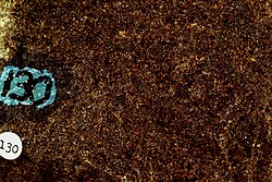 Sample of tholeiitic basalt from the Deccan Traps