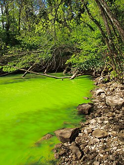 Eutrophication in the Potomac River is evident from this bright green water in Washington, D.C., caused by a dense bloom of cyanobacteria, April 2012.