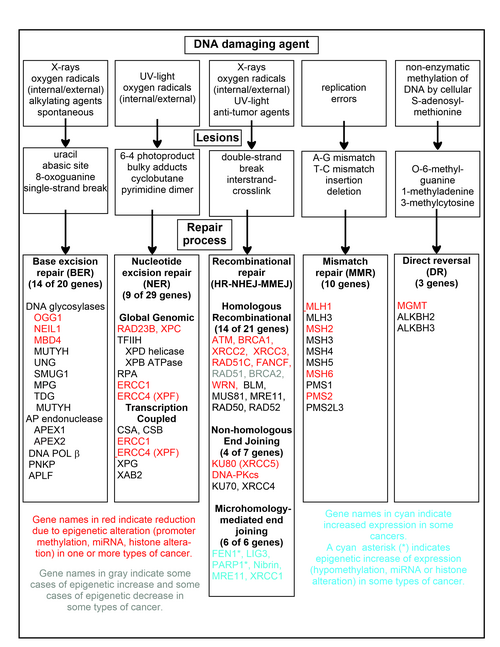 A chart of common DNA damaging agents, examples of lesions they cause in DNA, and pathways used to repair these lesions. Also shown are many of the genes in these pathways, an indication of which genes are epigenetically regulated to have reduced (or increased) expression in various cancers. It also shows genes in the error-prone microhomology-mediated end joining pathway with increased expression in various cancers.