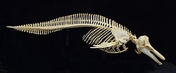 Pacific white-sided dolphin skeleton (missing pelvic bones), on exhibit at The Museum of Osteology, Oklahoma City, Oklahoma