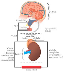 Neurohormonal response to stress