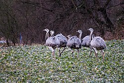 Feral greater rhea flock in Germany