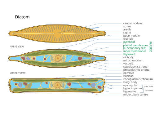 Representation of a diatom Central noduleStriae; pores, punctae, spots or dots in a line on the surface that allow nutrients in, and waste out, of the cellAreola; hexagonal or polygonal boxlike perforation with a sieve present on the surface of diatomRaphe; slit in the valvesPolar nodule; thickening of wall at the distal ends of the raphe [31][32]Frustule; hard and porous cell wallPyrenoid; center of carbon fixationPlastid membranes (4, secondary red)Inner membranesThylakoid; site of the light-dependent reactions of photosynthesisOil body; storage for triacylglycerols [33]Mitochondrion; creates ATP (energy) for the cellVacuoles; vesicle of a cell that contains fluid bound by a membraneCytoplasmic strand; holds the nucleusProtoplasmic bridgeEpivalveNucleus; holds the genetic materialEndoplasmic reticulum, the transport network for molecules going to specific parts of the cellGolgi apparatus; modifies proteins and sends them out of the cellEpicingulumHypocingulumHypovalveMicrotubule centre