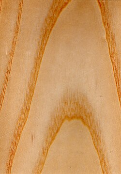 Earlywood and latewood in a ring-porous wood (ash) in a Fraxinus excelsior; tangential view, wide growth rings