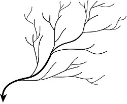 Dendritic drainage patterns