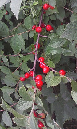 Prunus tomentosa, Nanking cherry (a bush cherry species)