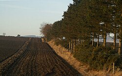A windbreak (the row of trees) planted next to an agricultural field, acting as a shield against strong winds. This reduces the effects of wind erosion, and provides many other benefits.
