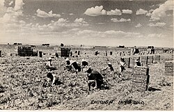 Onions being harvested in Lamar, Colorado. First half of the 20th century