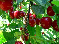 Cherries, an important product of Limburgian fruit growing business