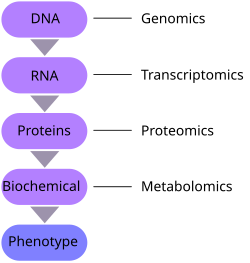 The central flow of biological information and the corresponding omics fields, emphasizing the systems biology approach of integrating genomics, transcriptomics, proteomics, and metabolomics to link genotype to phenotype.