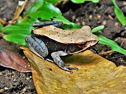Bicolored frog (Clinotarsus curtipes) is endemic to the Western Ghats of India.