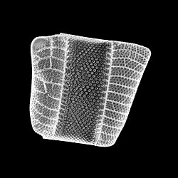 CoscinodiscophyceaeIsthmia nervosaIsthmia nervosa