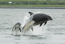 Several hundred bottle-nosed dolphins live six months of the year (from mid-April through mid-October) in the Potomac. Depicted here, a mother with her young.