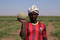 Sudanese farmer reviews cantaloupe production, south of Khartoum.