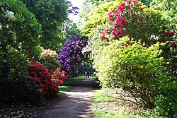 A rhododendron shrubbery in Sheringham Park