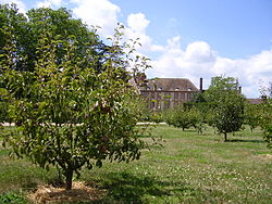The orchards of Port-Royal