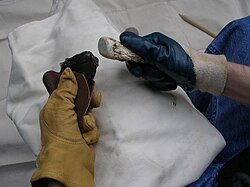 Soft hammer knapping
