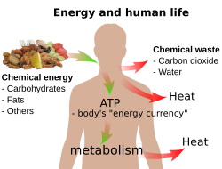 Basic overview of energy and human life