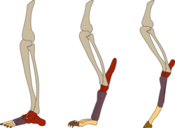 Comparison of lower limb structure. From left to right: plantigrade, digitigrade and unguligrade. In red the basipod, in violet the metapodia, in yellow the phalanges, in brown the keratin nails.