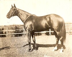 The champion Thoroughbred horse Poseidon had 11 wins as a three-year-old racer. In Greek mythology, the god Poseidon was credited with the creation of horses.[2]