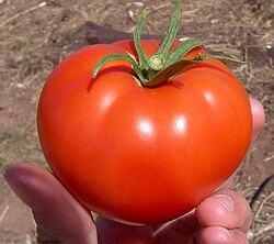 The tomato (jitomate, in central Mexico) was later cultivated by the pre-Hispanic civilizations of Mexico.