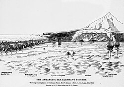 Sketched illustration of a large group of penguins on a beach with people working among them, a mountain in the background, and boats offshore
