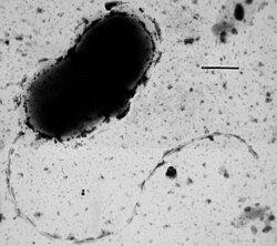 Transmission electron micrograph of Desulfovibrio vulgaris showing a single flagellum at one end of the cell. Scale bar is 0.5 micrometres long