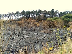A hilly bushfire that charred Prospect Hill, in Sydney.