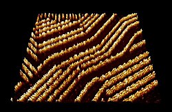 STM image of self-assembled supramolecular chains of the organic semiconductor quinacridone on graphite.