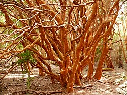 Luma apiculata
