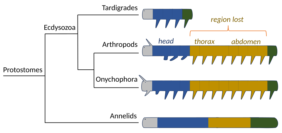 Tardigrade body plan compared to arthropods, onychophora, and annelids. Tardigrades have lost the whole middle section of the ecdysozoan body plan, and its Hox genes.[70][69]
