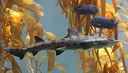A leopard shark and two blacksmith chromis observed in kelp forest habitat at Birch Aquarium