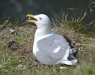 Sustainable harvest of glaucous-winged gull eggs maintains the species' population size, while preserving traditional Huna Tlingit customs.