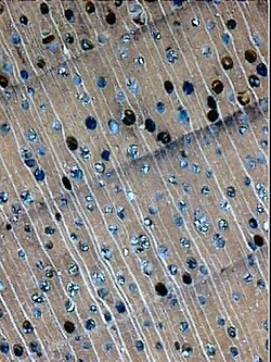 Magnified cross-section of black walnut, showing the vessels, medullary rays (white lines) and annual rings: this is intermediate between diffuse-porous and ring-porous, with vessel size declining gradually