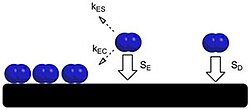 Two adsorbate nitrogen molecules adsorbing onto a tungsten adsorbent from the precursor state around an island of previously adsorbed adsorbate (left) and via random adsorption (right)