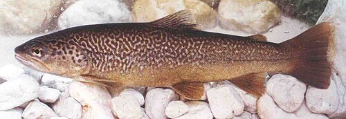 Salmo: marble trout, S. marmoratus