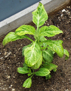 Salvia divinorum.