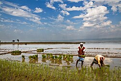Much of Bangladesh's rice is grown in low-lying coastal areas where soil salinity is an issue.