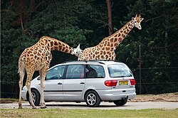 Giraffes at the Safaripark Beekse Bergen, Netherlands