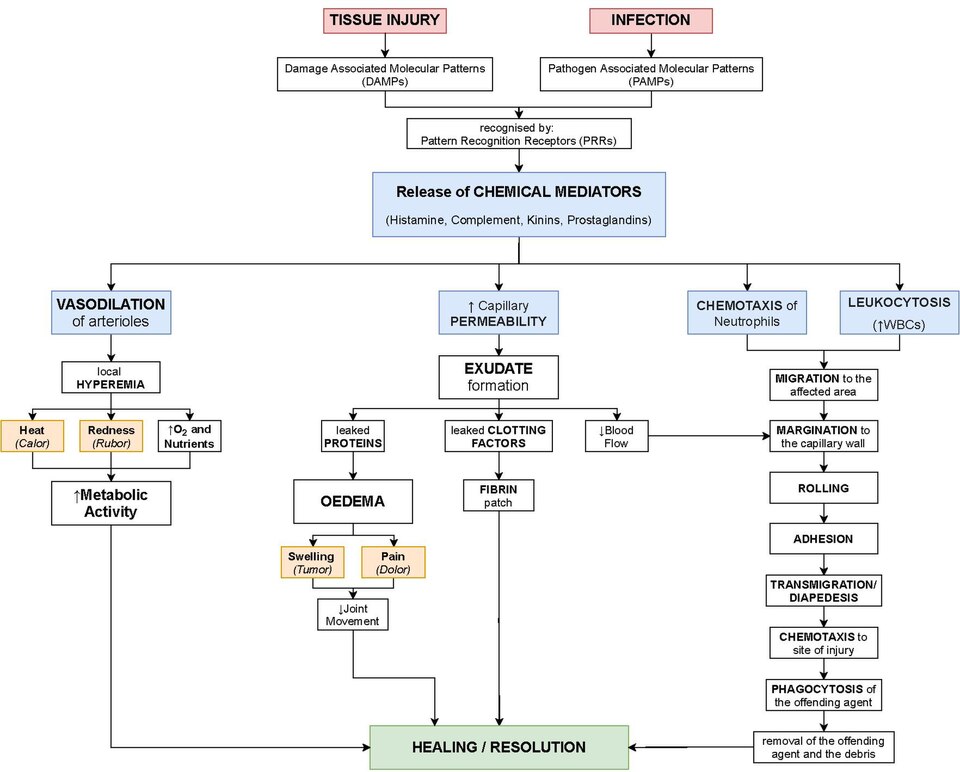 A flowchart depicting the events of acute inflammation.[21]